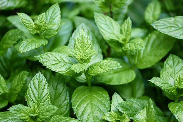 Smoke Smell in Fire Use Peppermint